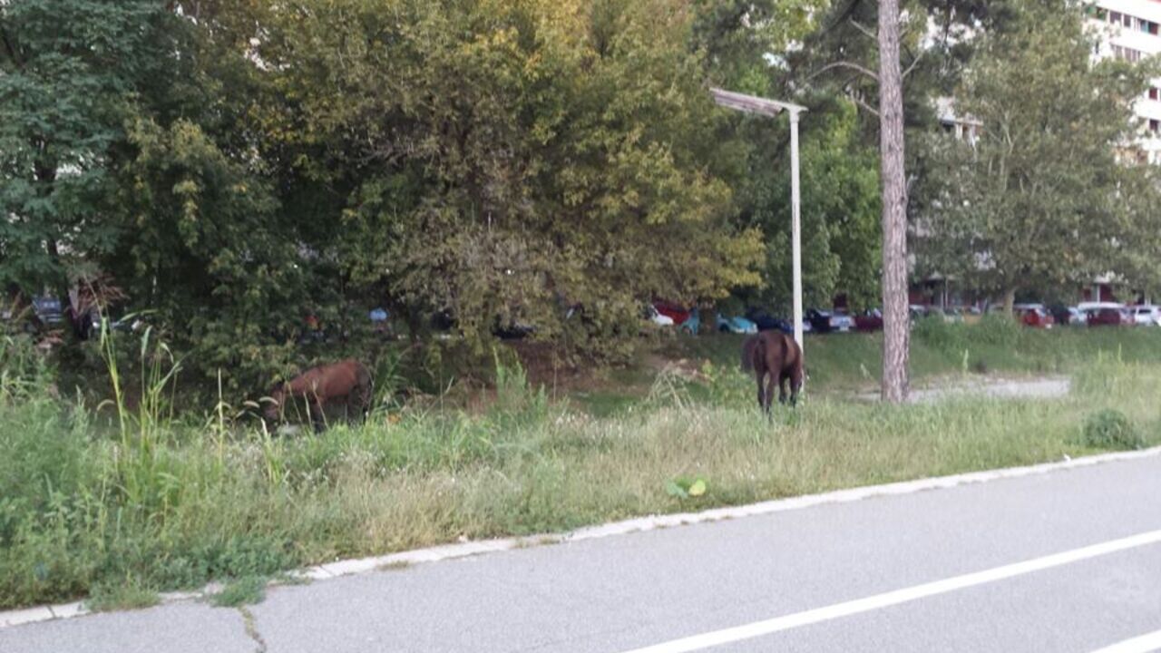 konji na Novom Beogradu