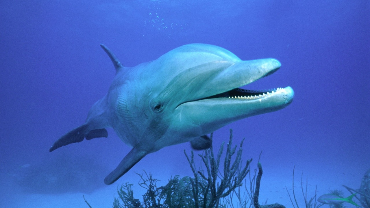 Delfin