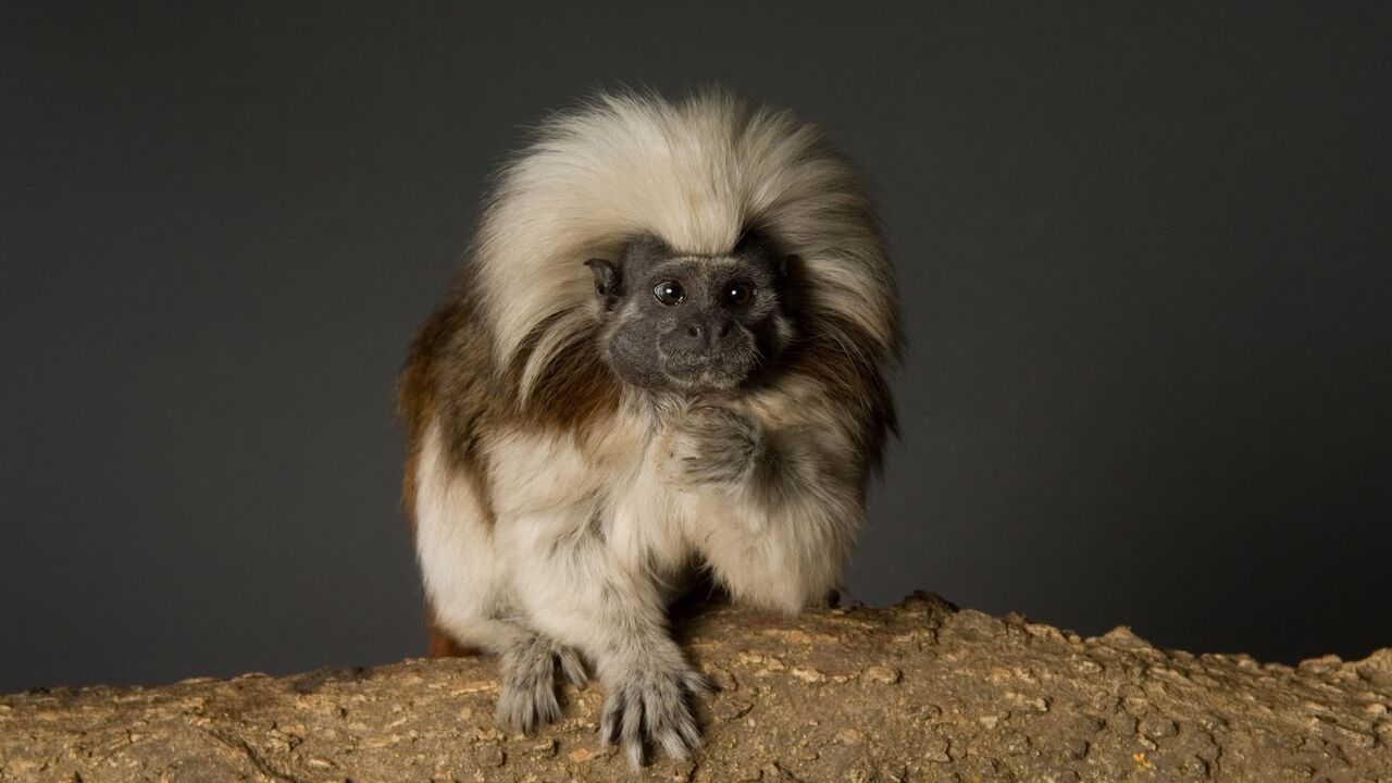 Mali tamarin