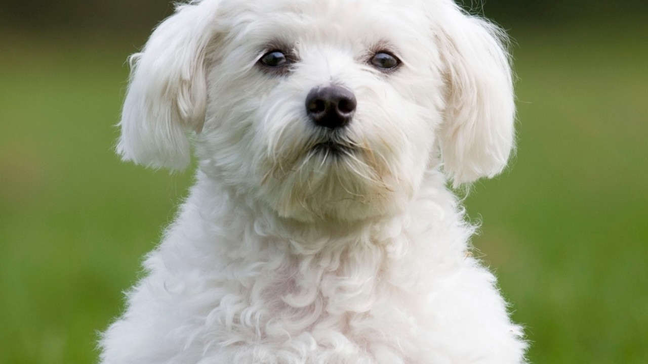 Maltezer