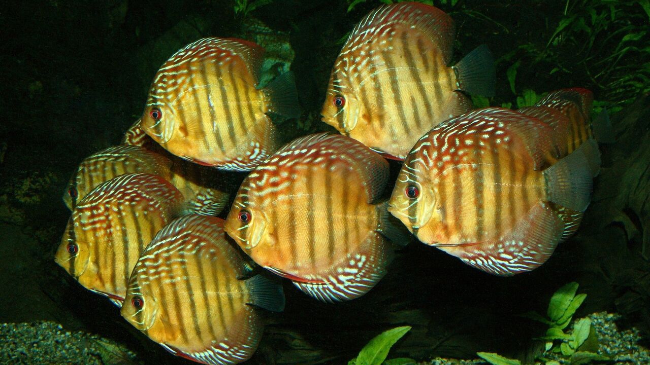 Ribice diskus