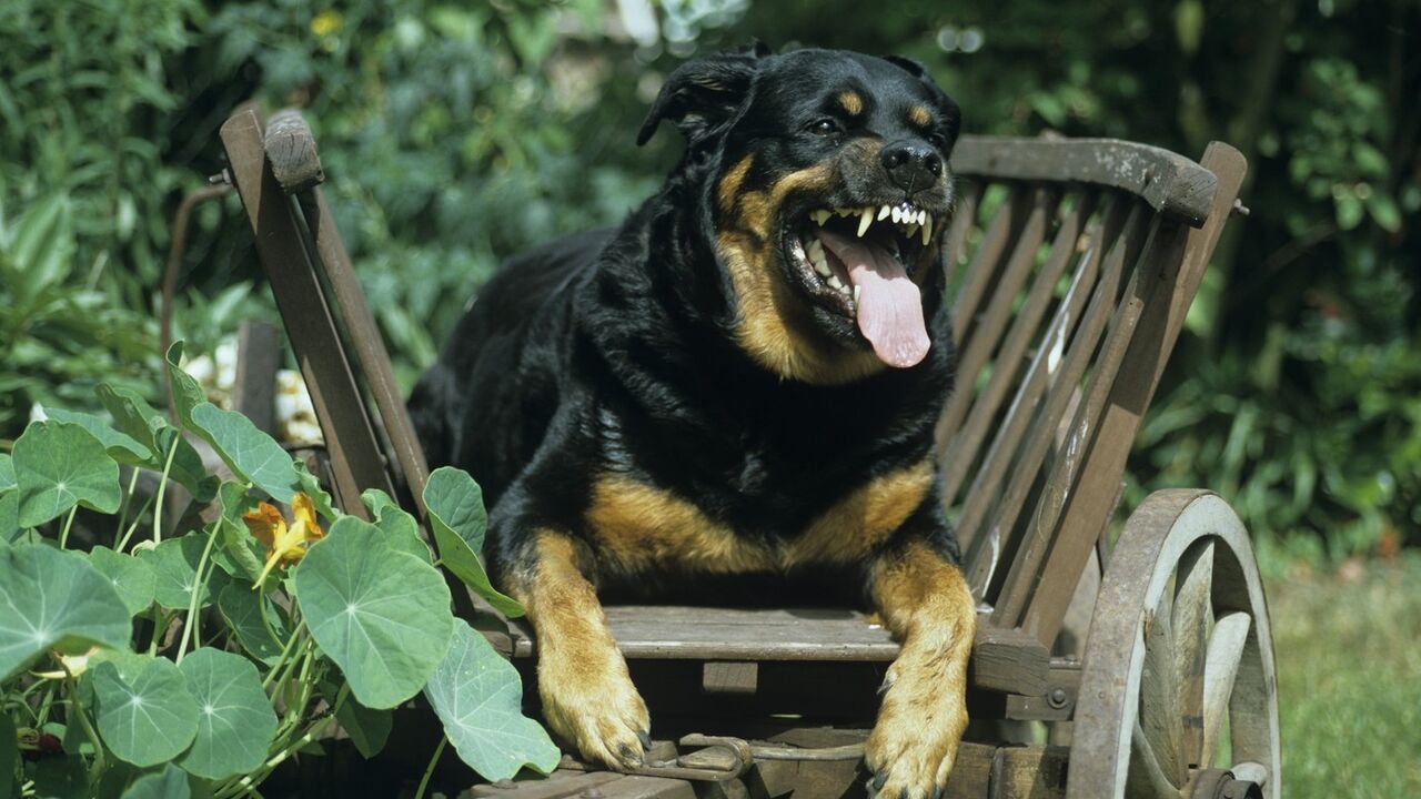 Rotvajler