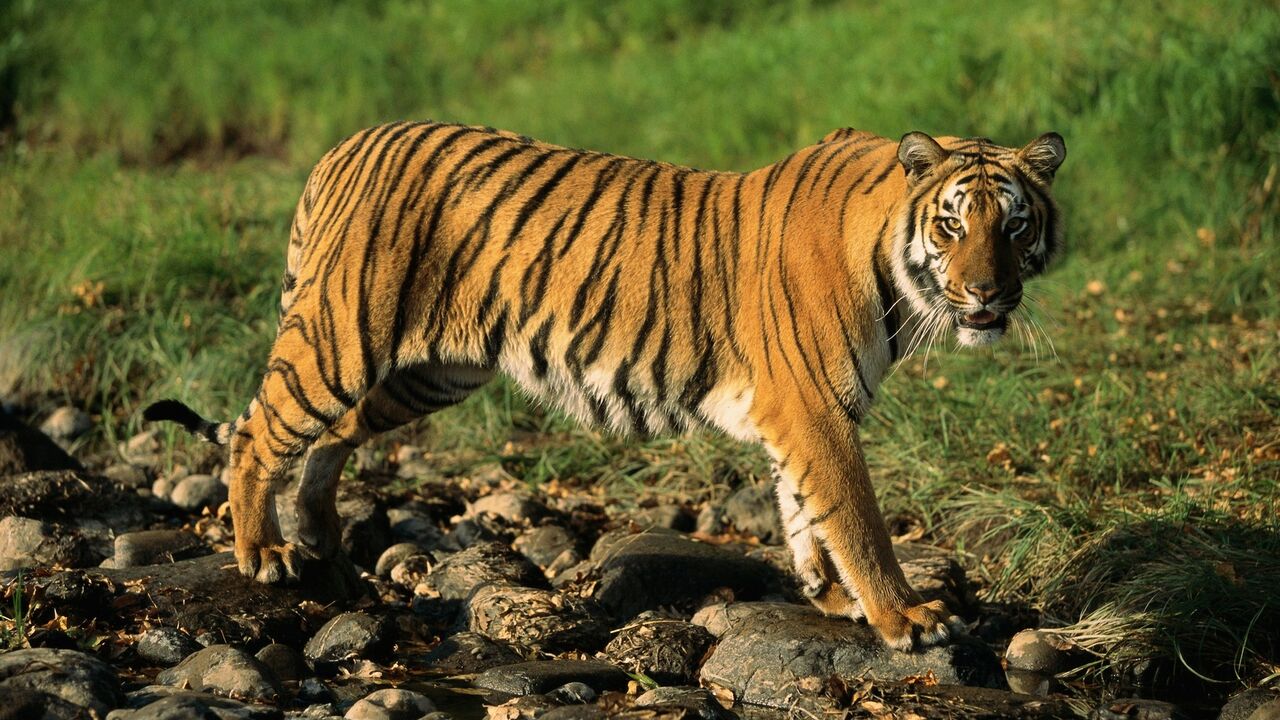 Tigar