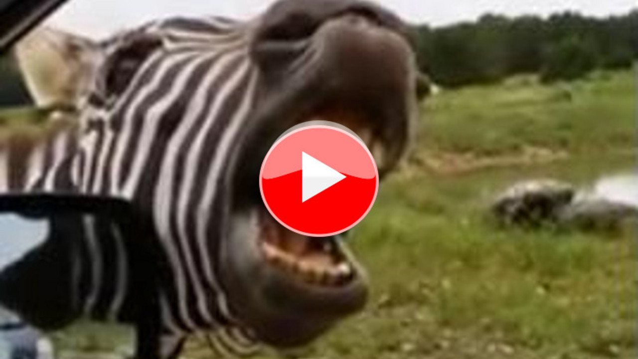 Zebra