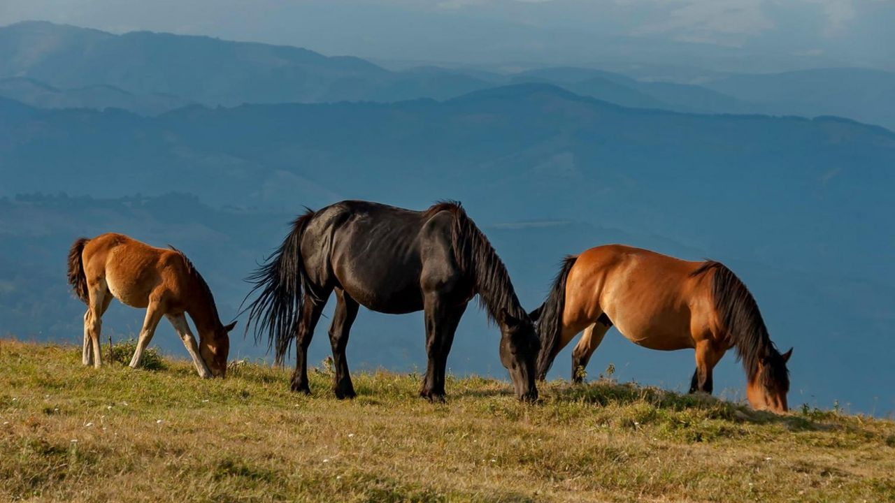 Stara planina