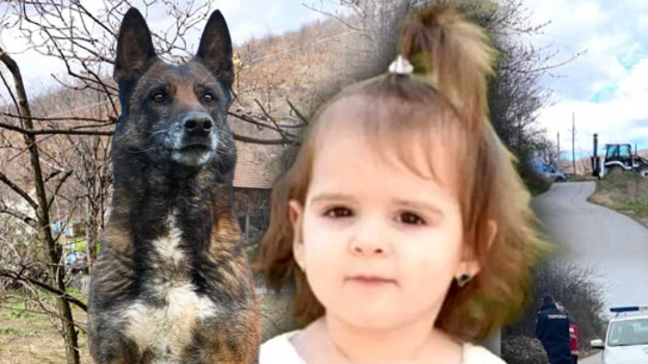 Zigi, Danka Ilić
