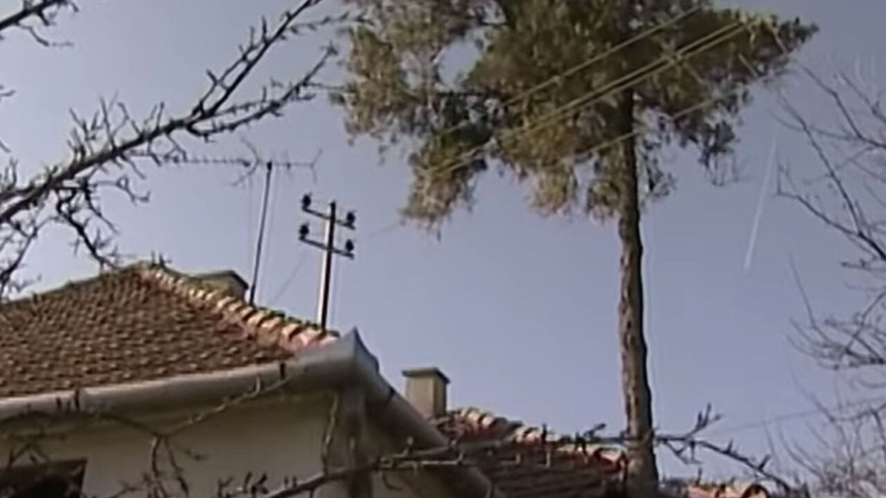 Drvo raste u kući