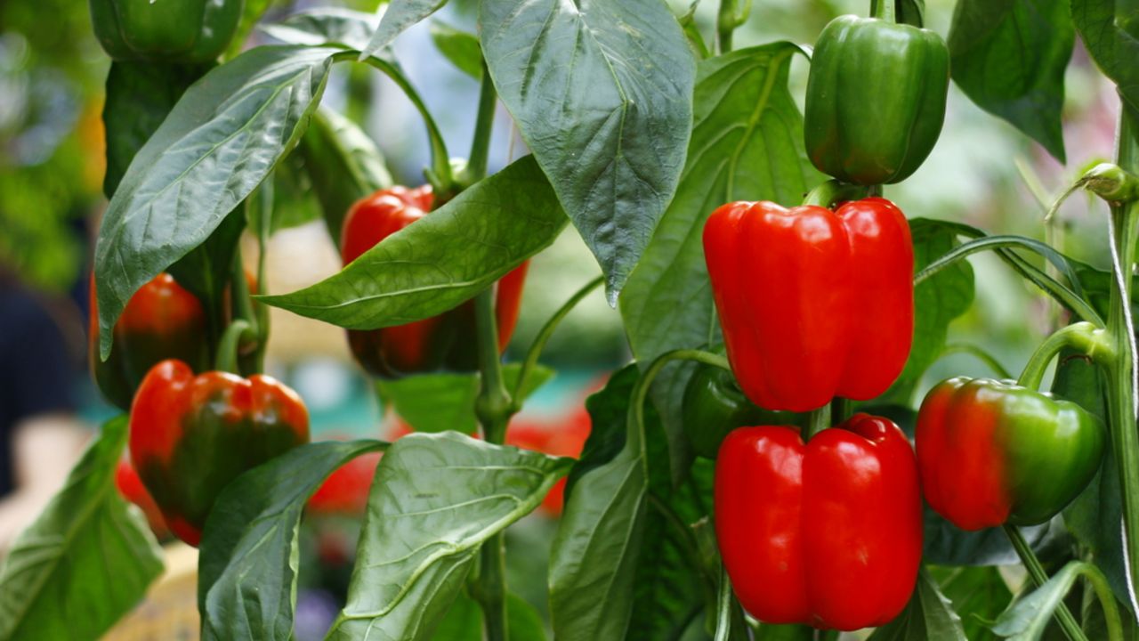 Paprika