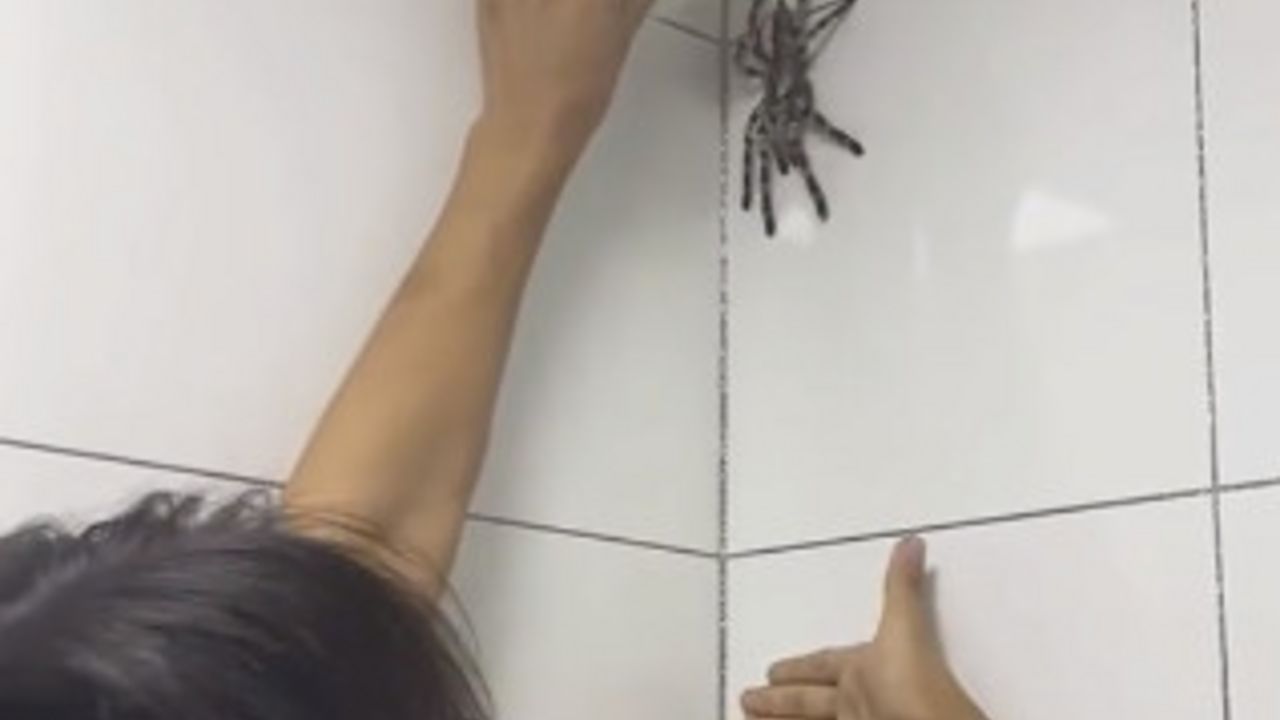 tarantula