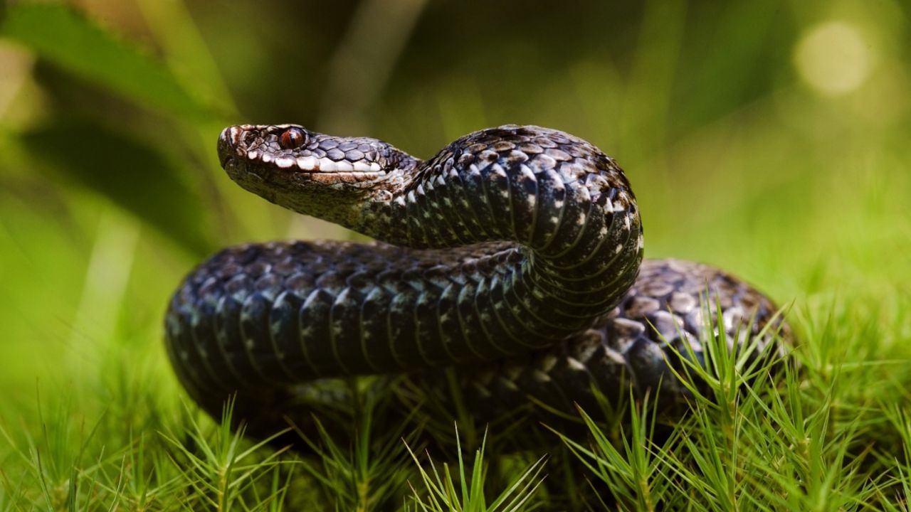 šarka