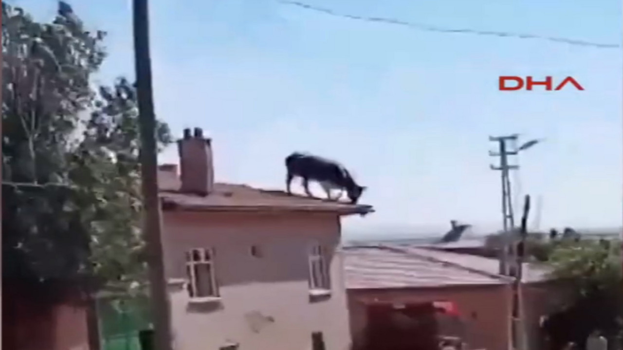 Životinje na krovu kuća