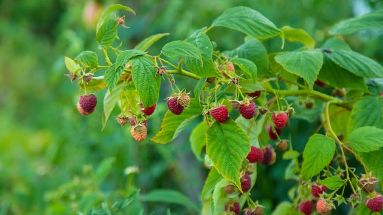 maline