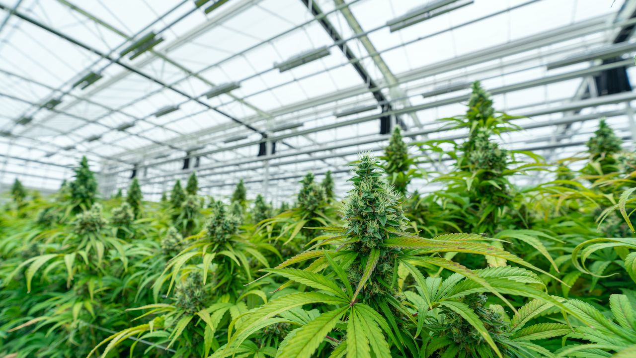 Marihuana