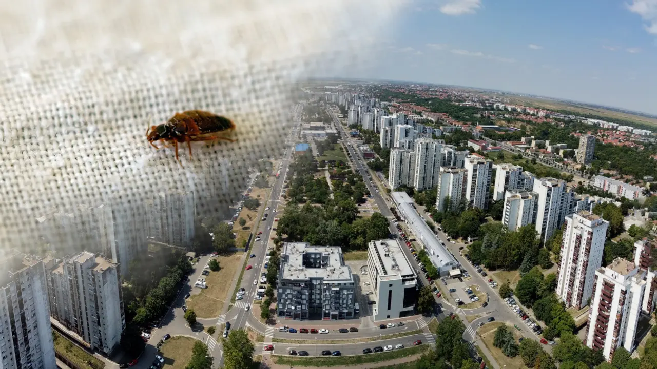 Najezda buba u Beogradu