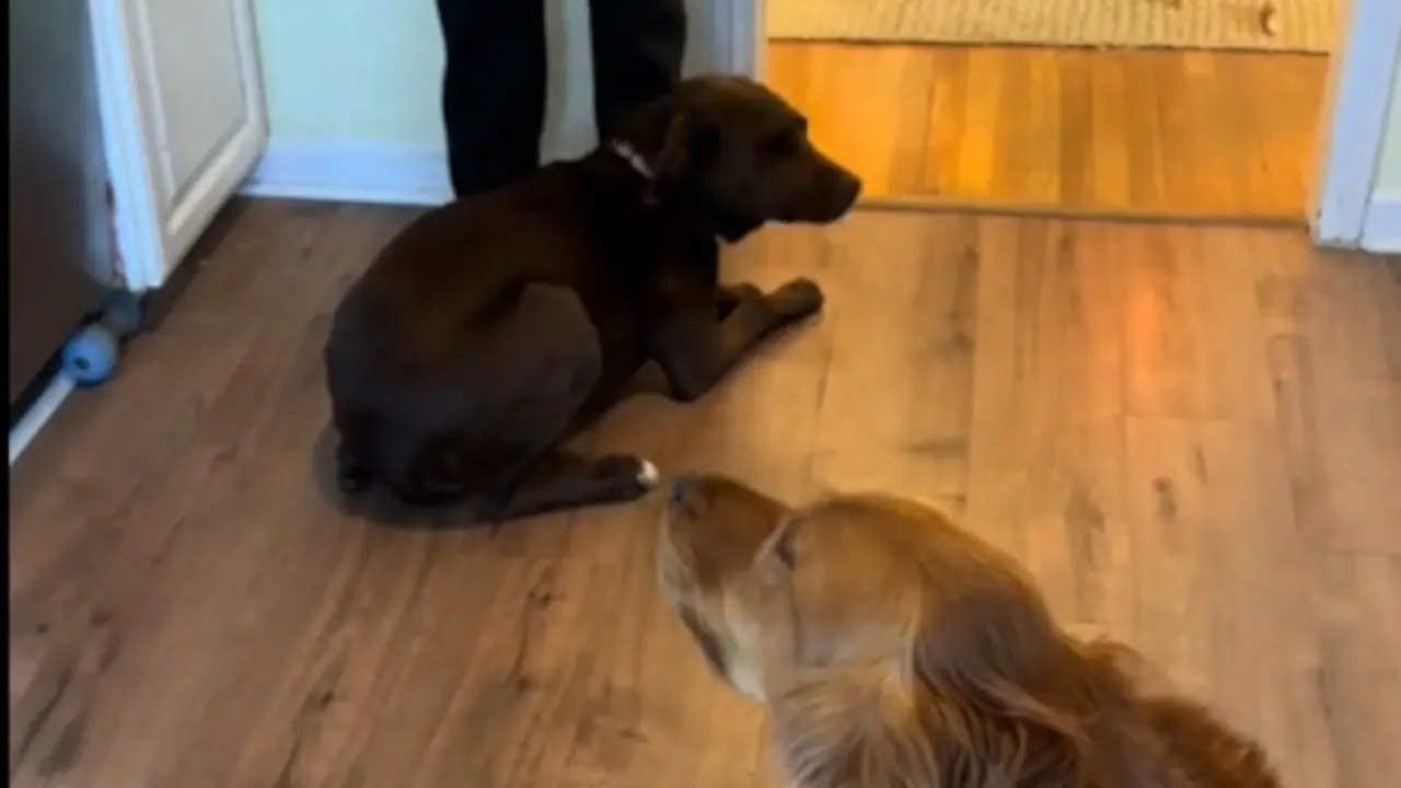 Labrador i retriver