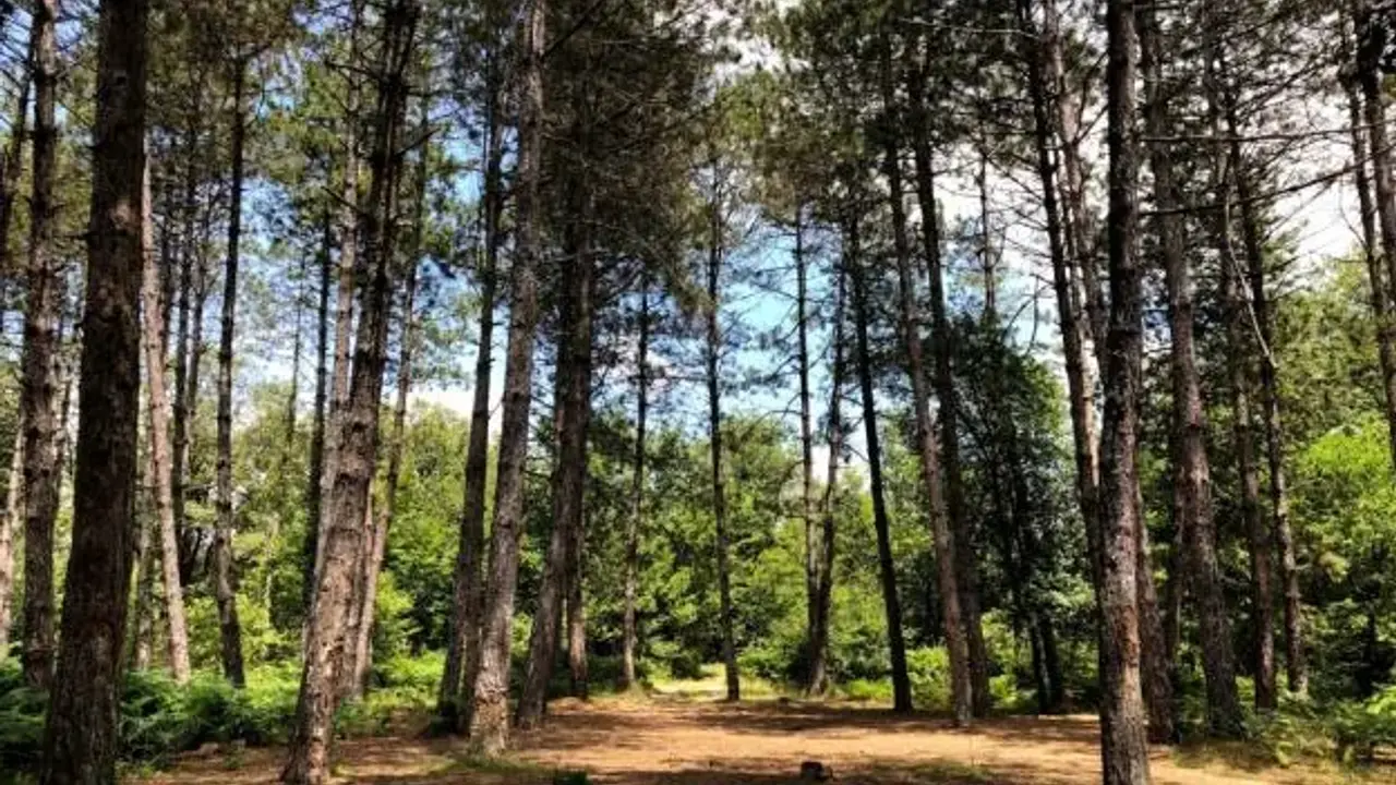 Šuma