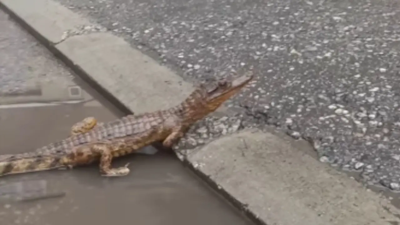 Krokodil