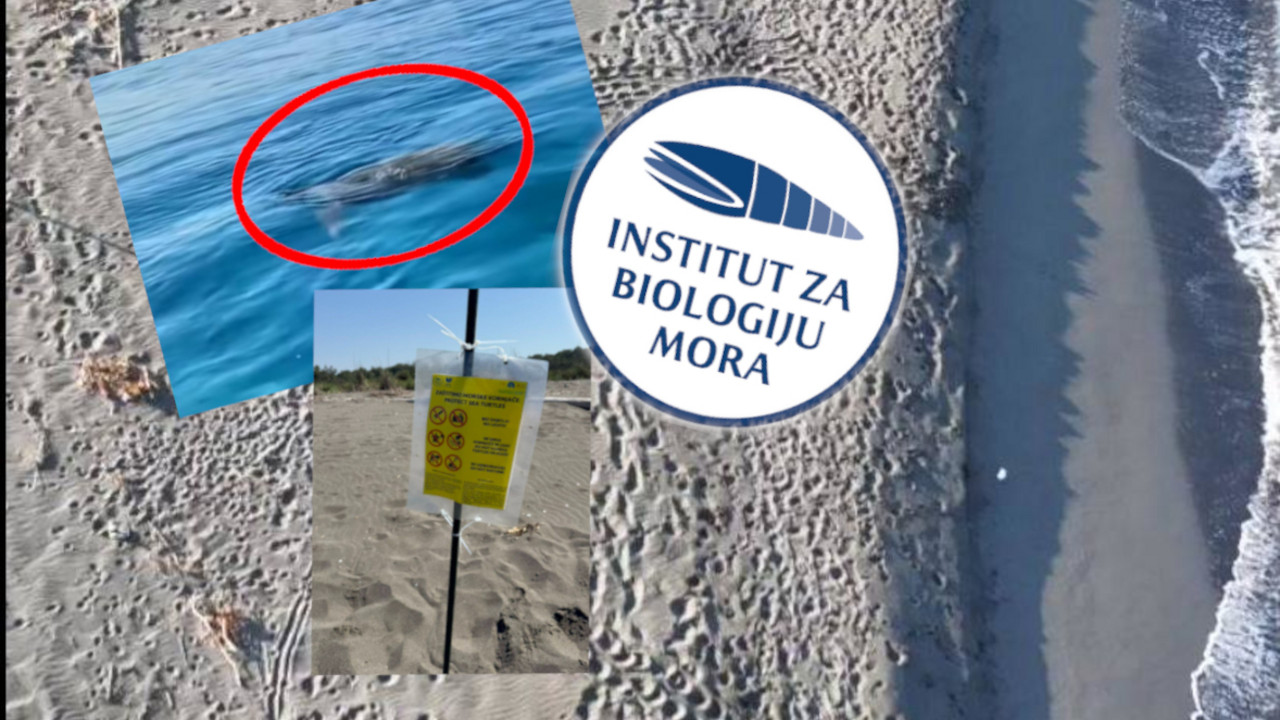 Gnezdo glavatih kornjača na Adi Bojani