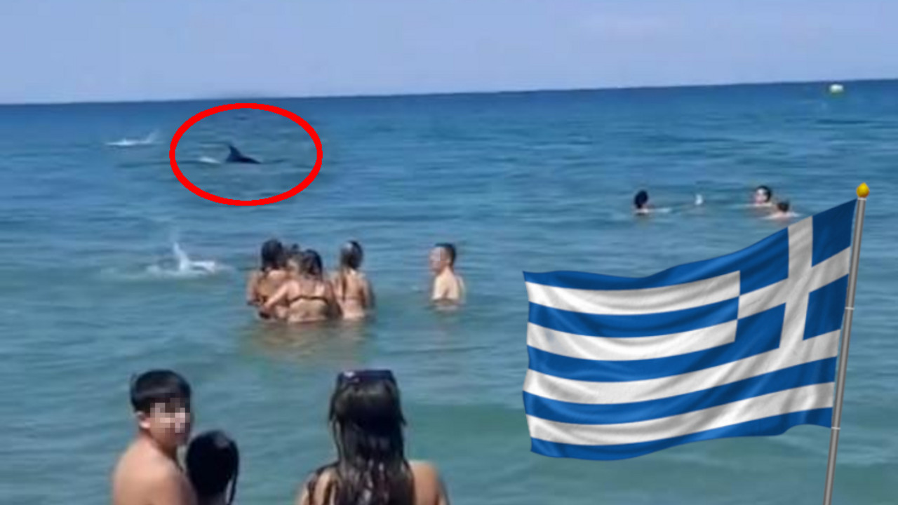 Delfini na plaži u Nei Poriju