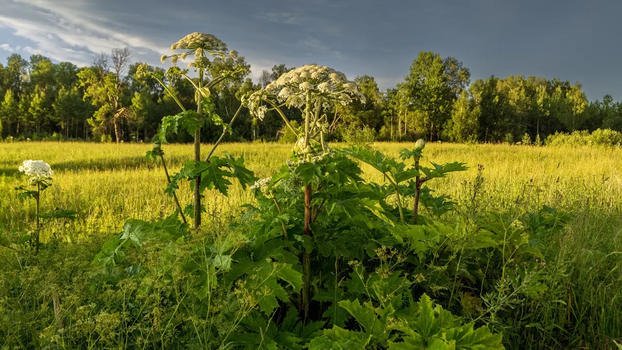 Heracleum sosnowskyi