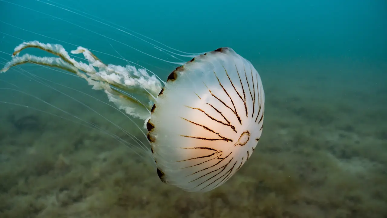 Kompas meduza