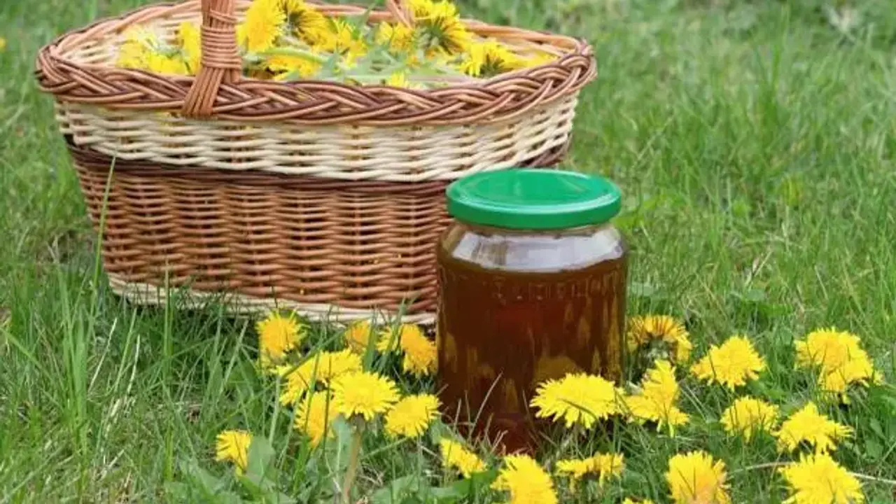Sirup od maslačka koji smiruje kašalj i simptome alergije