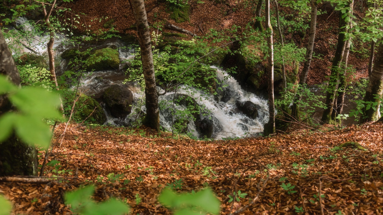 Golija