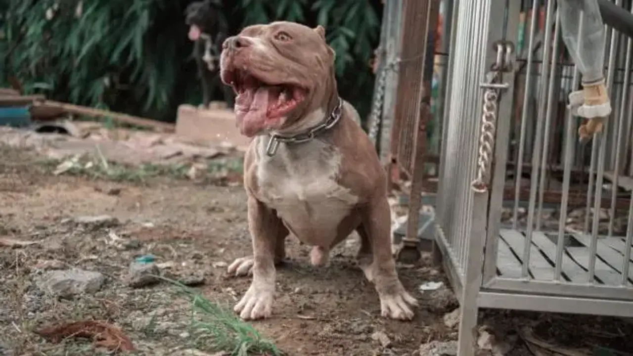 pitbul