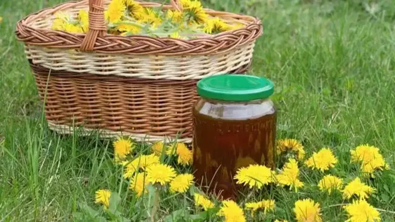 Sirup od maslačka koji smiruje kašalj i simptome alergije