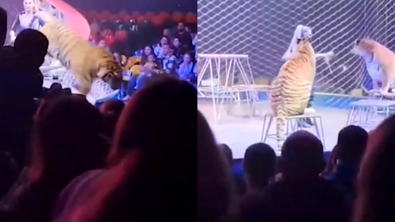 Tigar u cirkusu