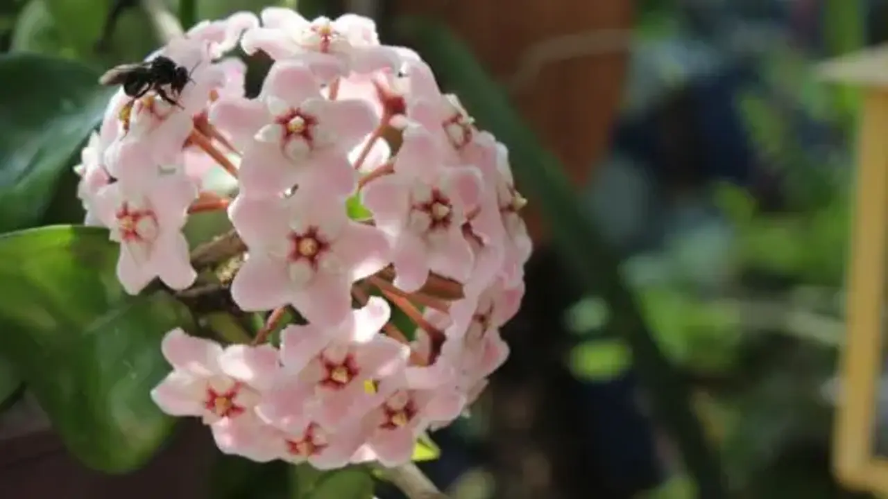 Isusova suza 