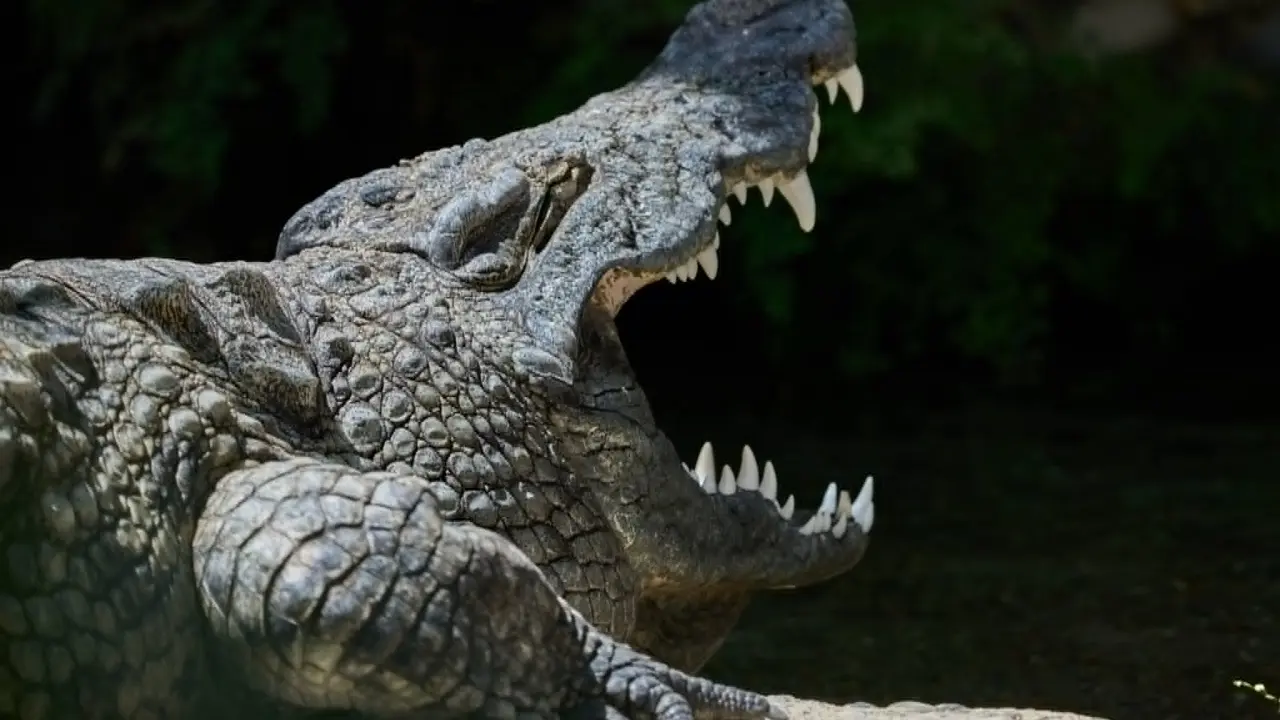 Krokodil
