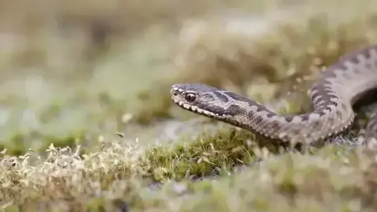 zmija