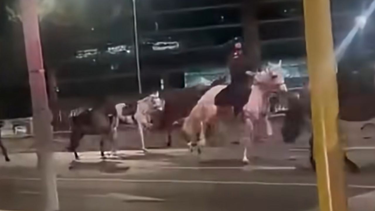 Konji na ulicama Rima