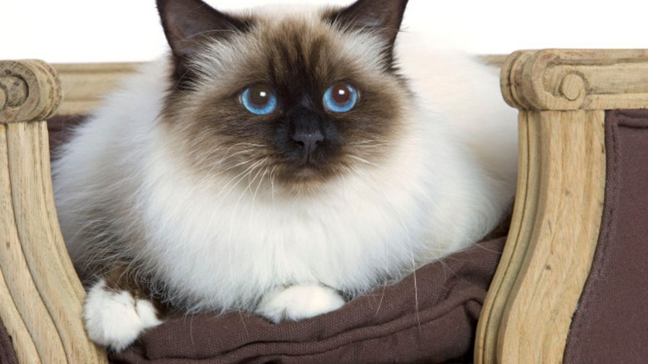 birmanska mačka