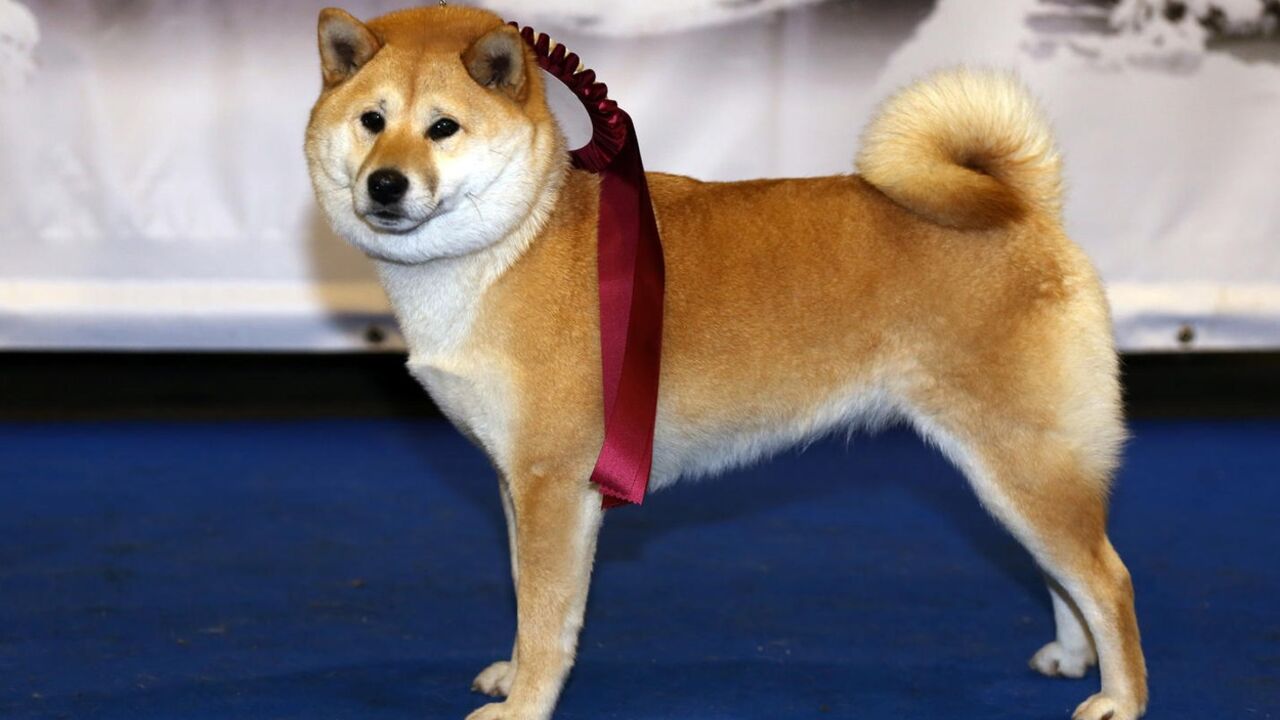 Akita pas