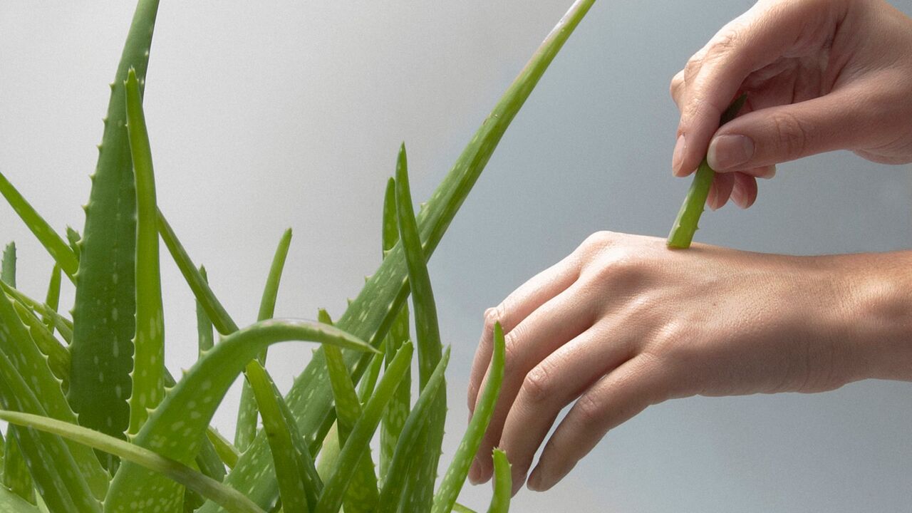 aloe vera