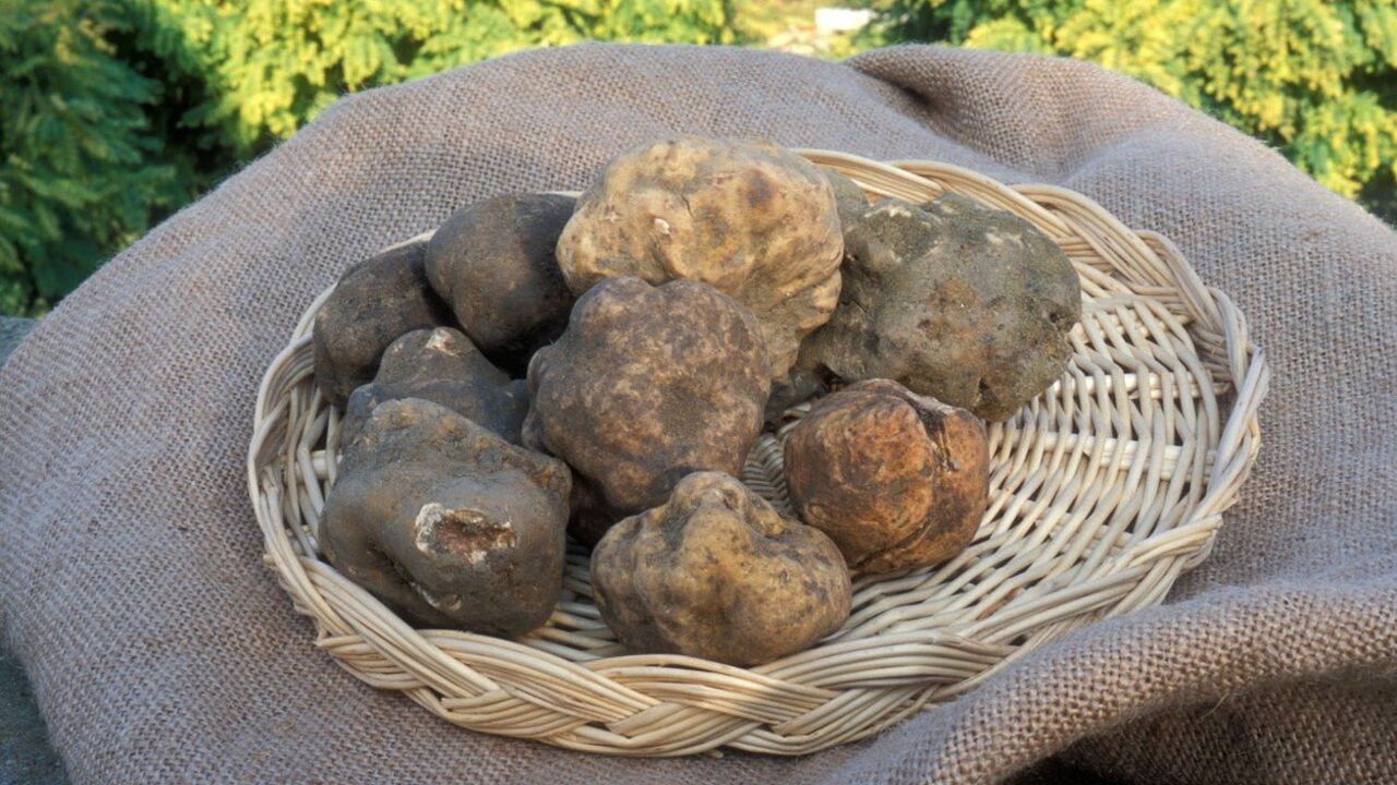 Tartufi