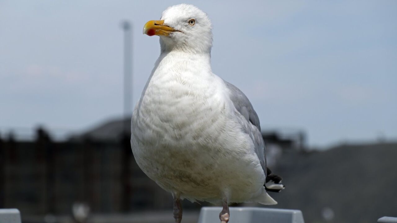 Galeb