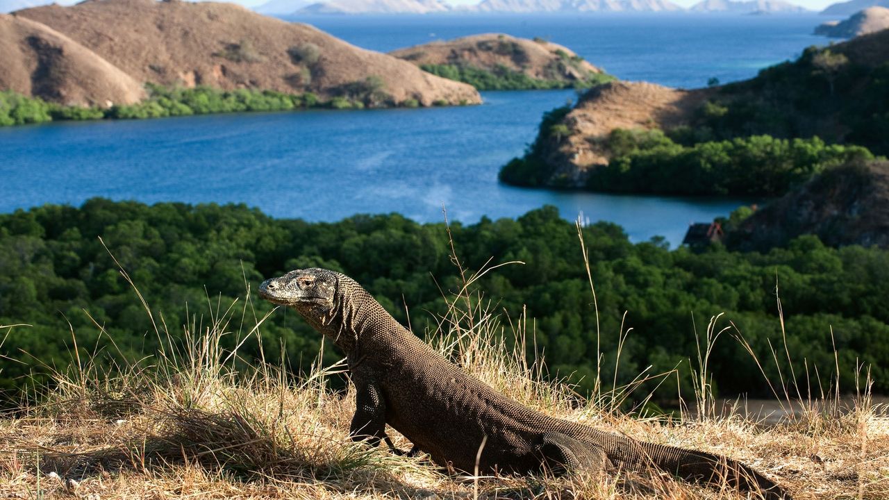 komodo zmaj, zmaj, reptil
