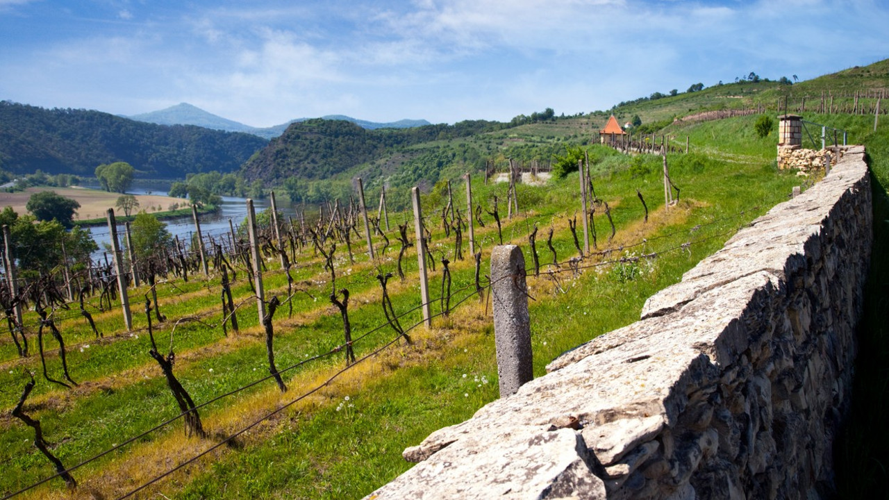 Vinograd