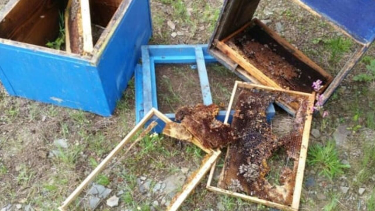 Mečka napravila haos u dvorištu