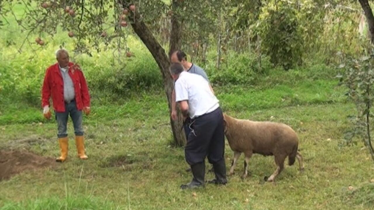Bajram