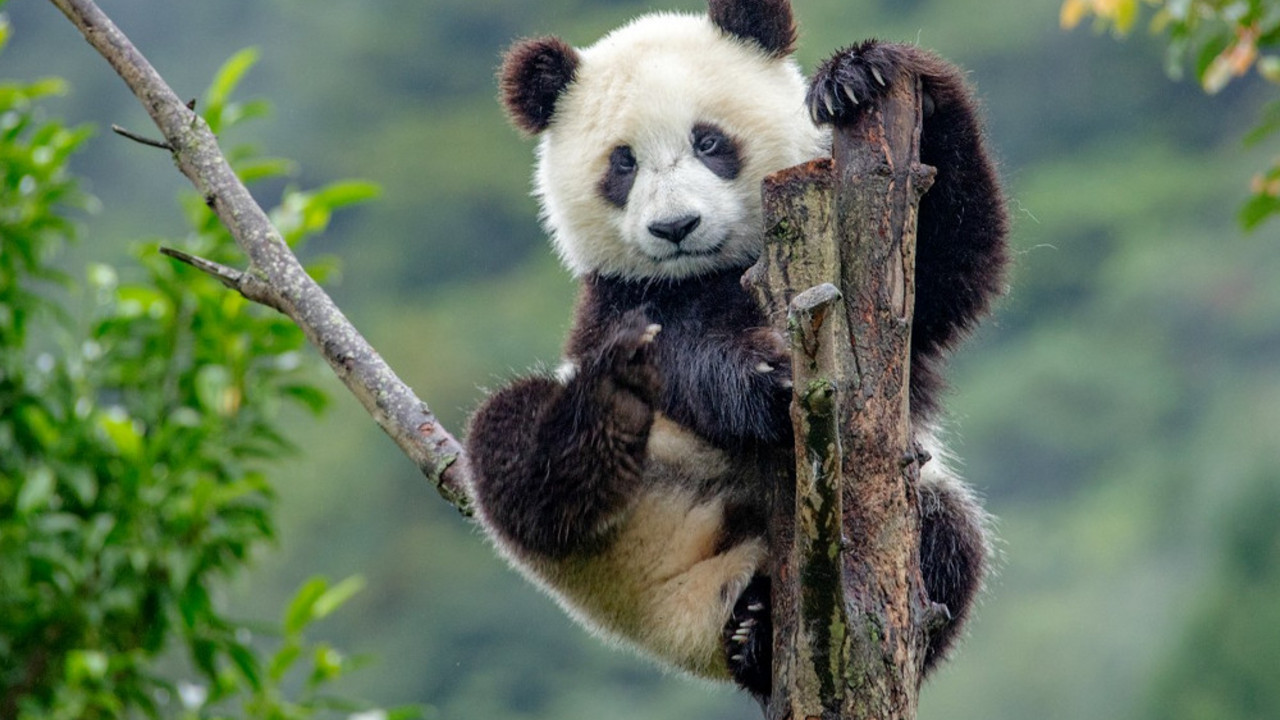 Panda