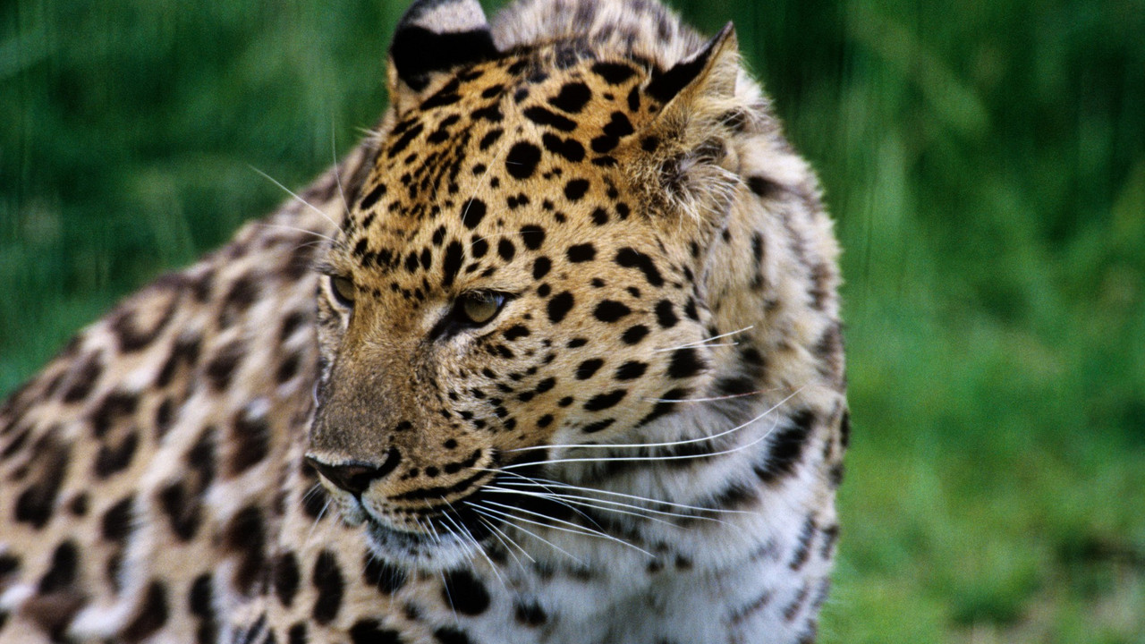amurski leopard