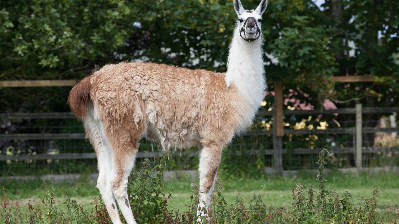 Lama