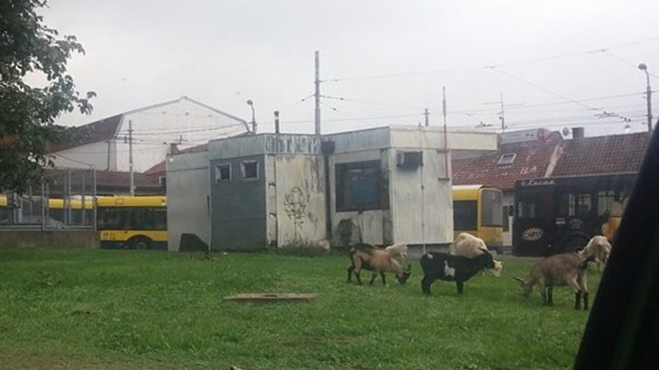 Koze u Beogradu