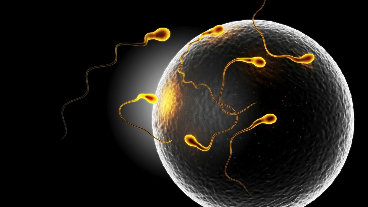 spermatozoidi se kreću
