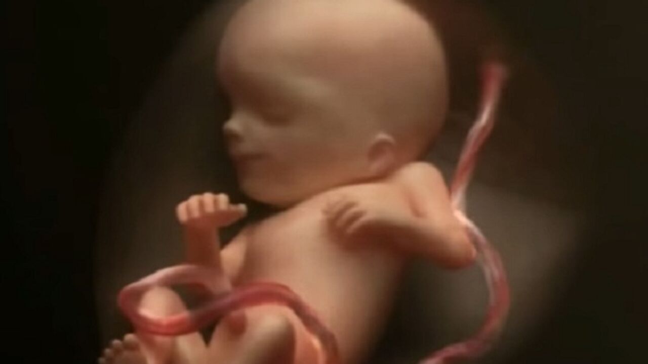 fetus