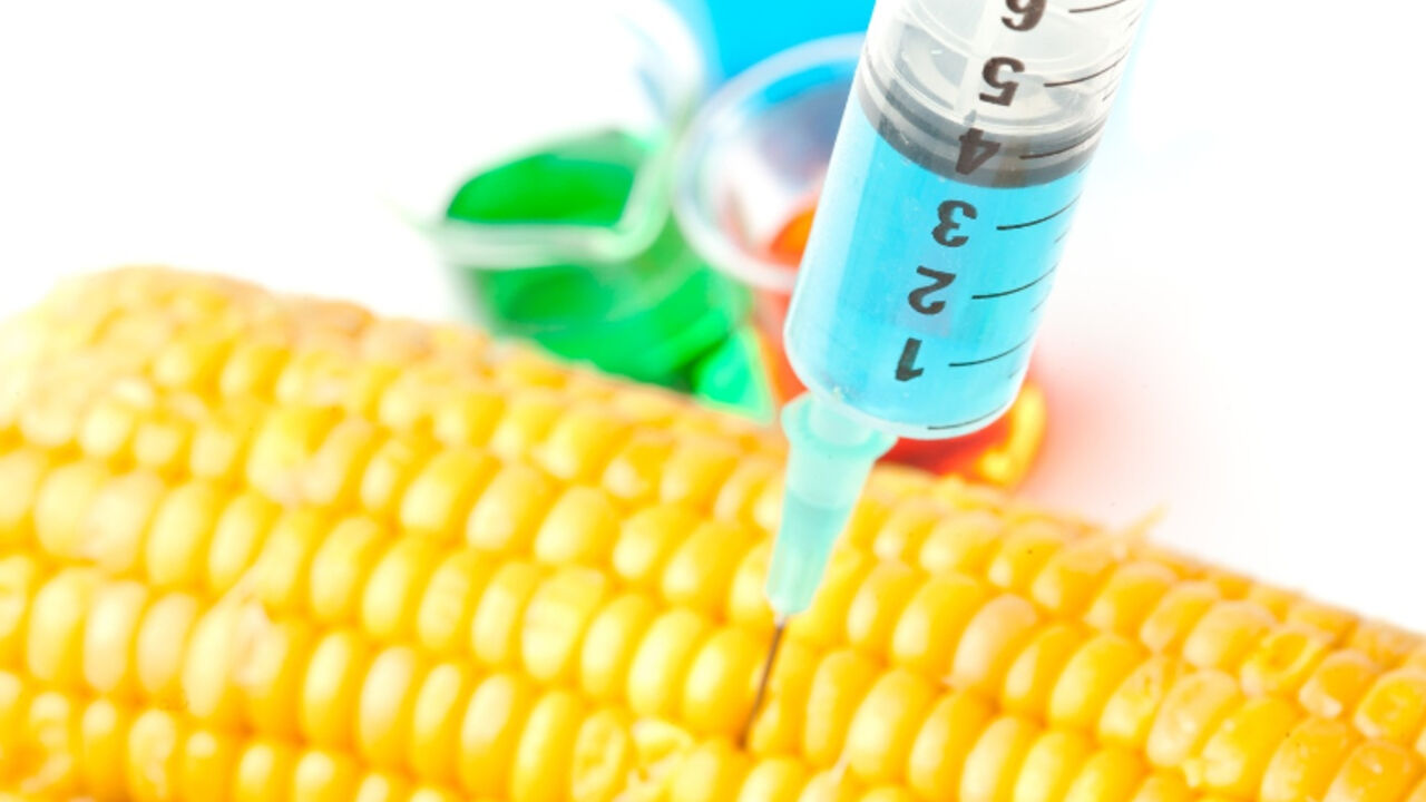 GMO Kukuruz 